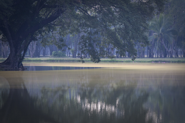   * Tree reflecting in a pond
2011 International Photography Awards 
Honorable Mention - Trees  Non Pro ( Los Angeles, USA ) :  : LEO PELLETIER PHOTOGRAPHY | montreal, canada