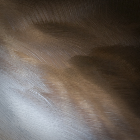  * Metal Feather - 1
2012
International Photography Awards  Honorable Mention - Fine Art / Abstract , non pro ( Los Angeles, USA ) :  : LEO PELLETIER PHOTOGRAPHY | montreal, canada