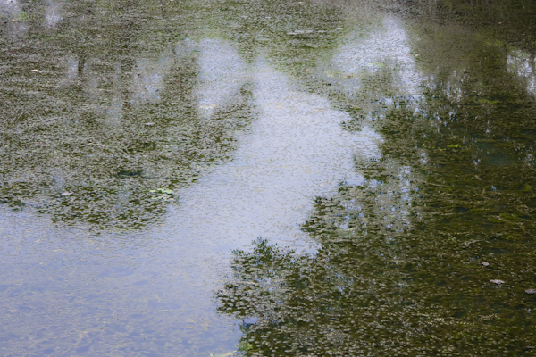  * Tribute to Monet 
2011 International Photography Awards 
Honorable mention - Trees Non Pro ( Los Angeles, USA ) :  : LEO PELLETIER PHOTOGRAPHY | montreal, canada