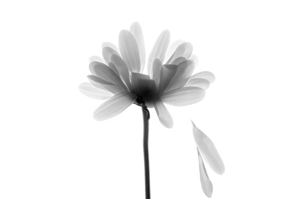                 
                 Tears

2017  International Black and White Spider Awards  London , UK  ,  Nominee fine art / Pro :  : LEO PELLETIER PHOTOGRAPHY | montreal, canada