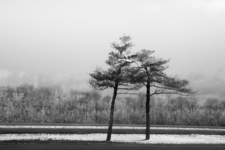 The old couple -
2020 International Black and White Spider Awards, Nomination , Professional , Category Nature :  : LEO PELLETIER PHOTOGRAPHY | montreal, canada