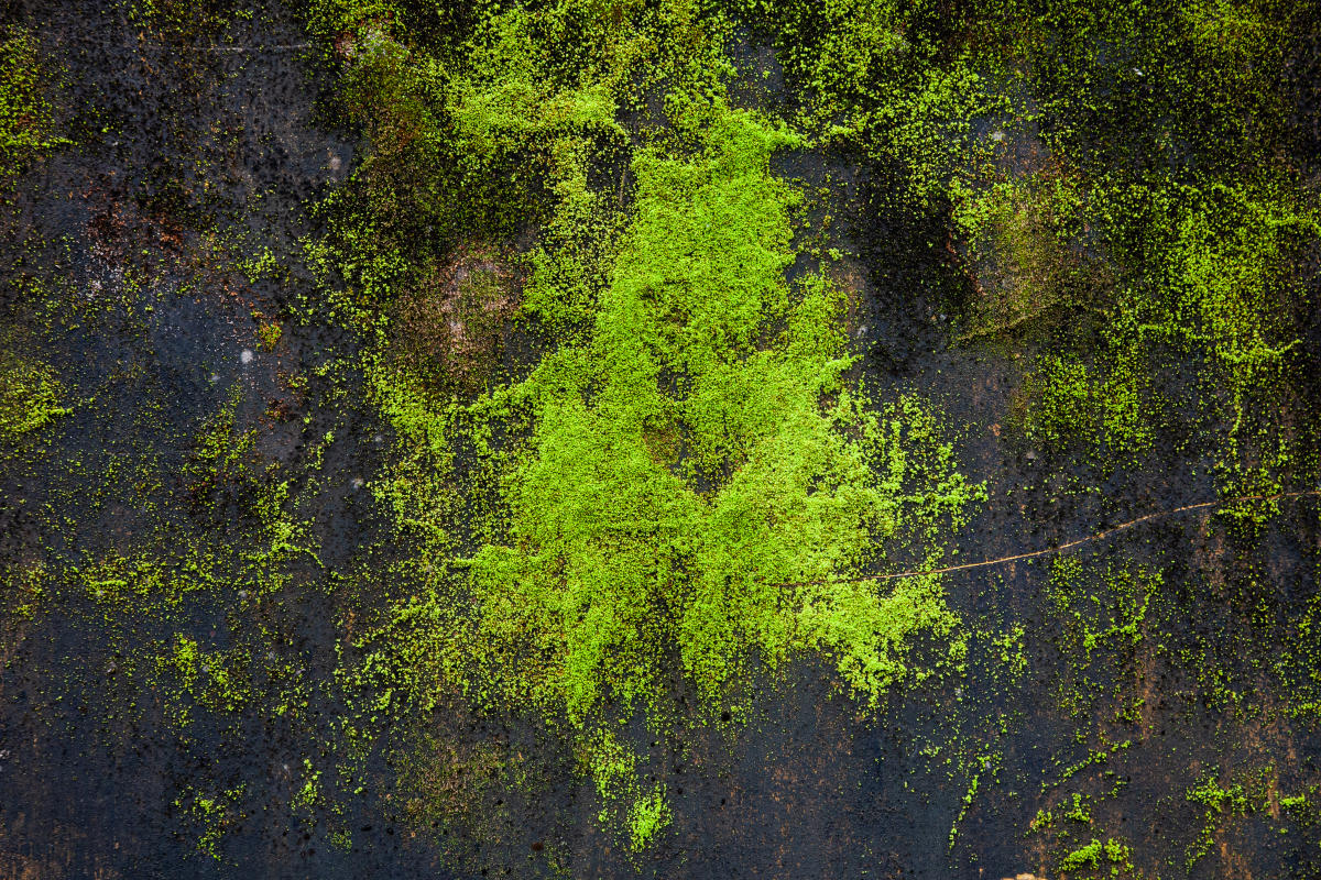 Green - Vietnam 2024 :  : LEO PELLETIER PHOTOGRAPHY | montreal, canada